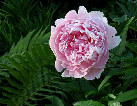 peonia