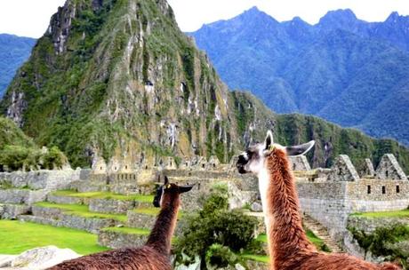 Lama e Huayna Picchu sullo sfondo