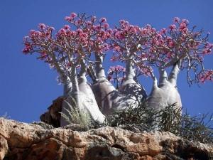Socotra: le piante rare dell’isola dello Yemen
