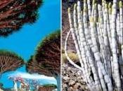 Socotra: piante rare dell’isola dello Yemen