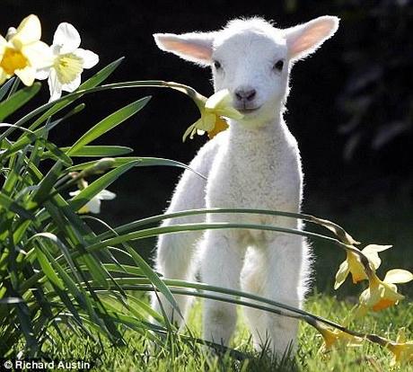 agnello primavera