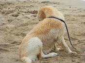 Vacanze cane? aprile week scontatissimi