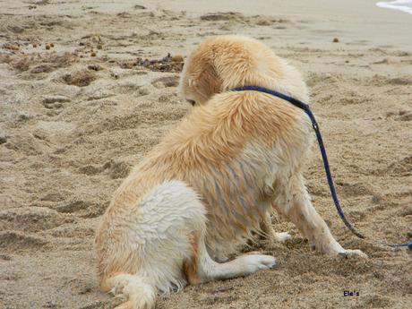 Vacanze con il cane? Ad aprile week end scontatissimi 