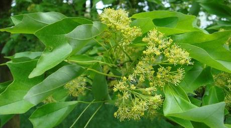 Acer buergerianum fleur