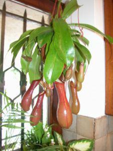 Nepenthes-grande1