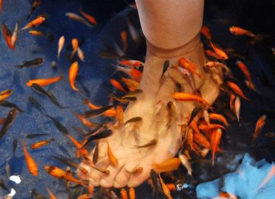 Curiamo i nostri piedi con la Fish Pedicure