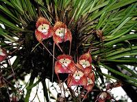 Dracula: l'orchidea che imita un fungo