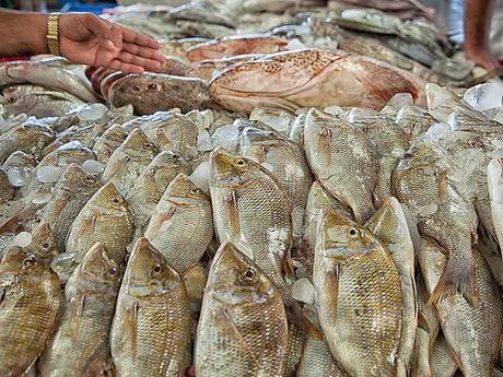 Dubai Fish Market #02