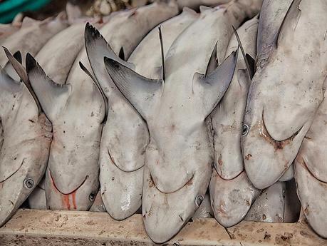 Dubai Fish Market #01