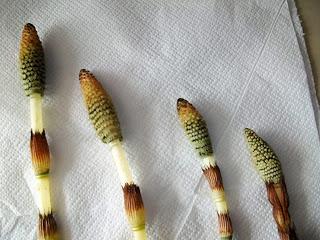 Equisetum telmateia- stroboli