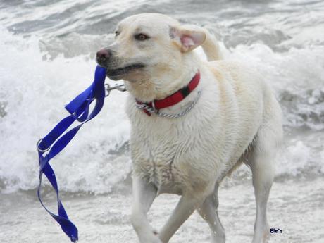 In vacanza con il cane? Week end scontatissimi a cavallo con il 25 aprile