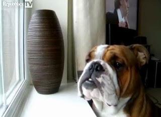 Il bulldog inglese melomane che canta Pavarotti