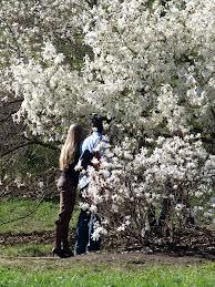 La magnolia  e i versi che sanno di primavera