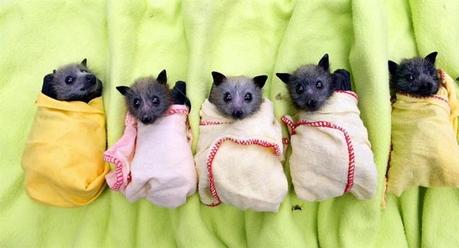 baby-bats