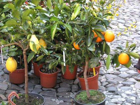 LA PRINCIPESSA E LA REGINA - I FIORI E I TACCHI - CROSTATA ALLA CREMA CON FRAGOLE