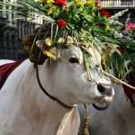 Buoi scoppio del carro a Pasqua 2013 Firenze