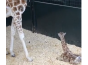 Usa, giraffa alza piedi prima volta (video)
