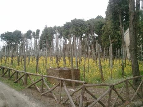 Pasquetta all'eremo dei Camaldoli