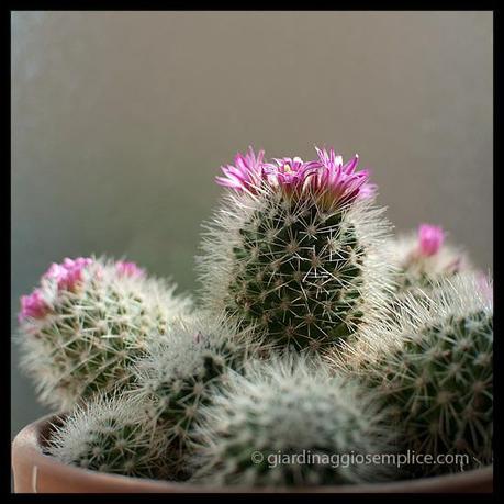 fiori di cactus