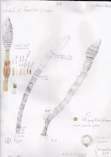 Equisetum  t. sketch di fusti fertili