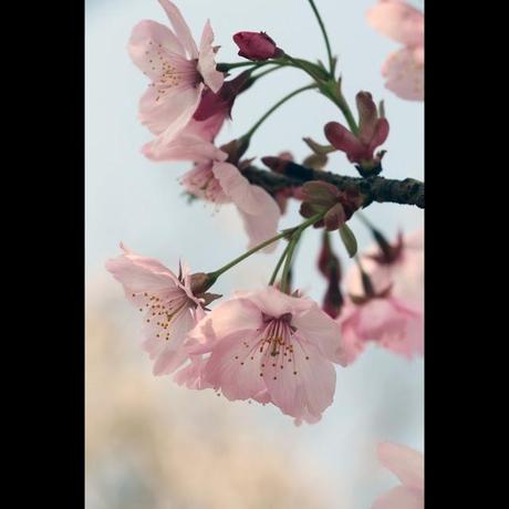 Primavera e sakura al parco Yuyuantan