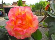 Rosa botanica