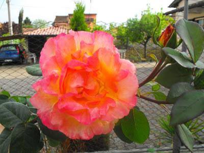 Rosa botanica