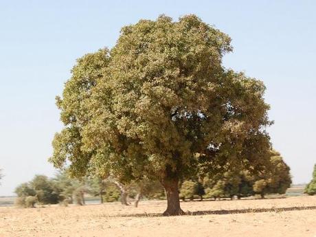 Albero karite