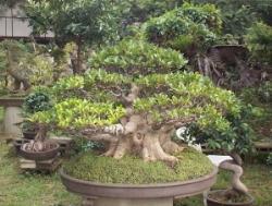 ficus retusa 2