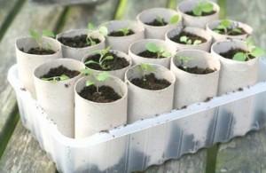 I lavori dell’orto (su balcone) di marzo