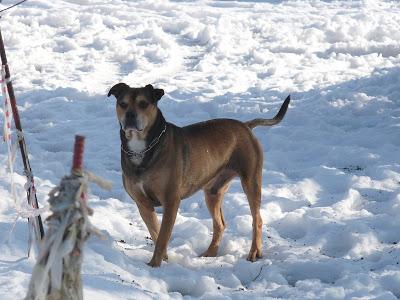 Chi non ha mai posseduto un cane, non può sapere che cosa significhi essere amato (cit.Schopenhauer)