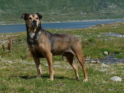 Chi non ha mai posseduto un cane, non può sapere che cosa significhi essere amato (cit.Schopenhauer)