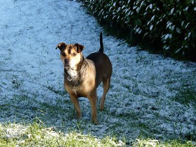 Chi non ha mai posseduto un cane, non può sapere che cosa significhi essere amato (cit.Schopenhauer)