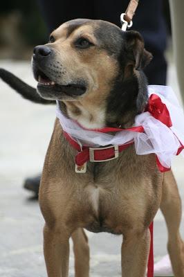 Chi non ha mai posseduto un cane, non può sapere che cosa significhi essere amato (cit.Schopenhauer)