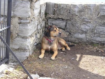 Chi non ha mai posseduto un cane, non può sapere che cosa significhi essere amato (cit.Schopenhauer)