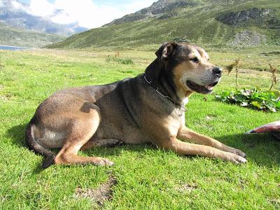 Chi non ha mai posseduto un cane, non può sapere che cosa significhi essere amato (cit.Schopenhauer)