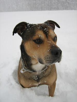 Chi non ha mai posseduto un cane, non può sapere che cosa significhi essere amato (cit.Schopenhauer)