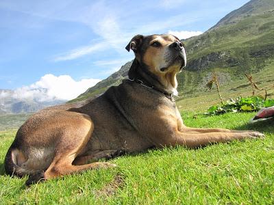 Chi non ha mai posseduto un cane, non può sapere che cosa significhi essere amato (cit.Schopenhauer)