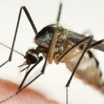 Malaria, scoperta una molecola 30 volte più potente del farmaco attuale