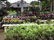 Tomohon: citta' fiori