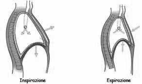 Postura: La Valutazione Respiratoria