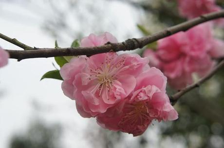 Che bella primavera!