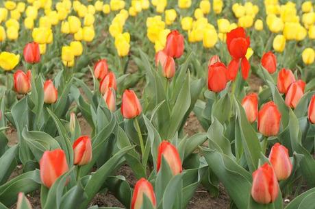 Che bella primavera!