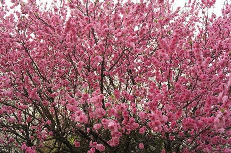 Che bella primavera!