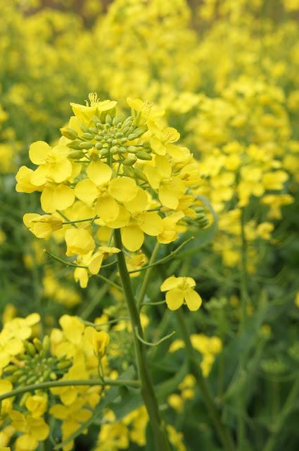 Che bella primavera!