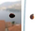 sono invasa dalle coccinelle...