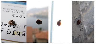 sono invasa dalle coccinelle...