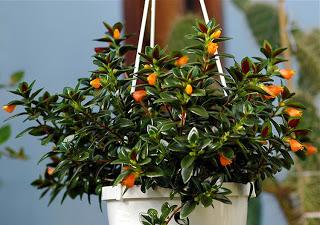 Hypocyrta dai piccoli fiori panciuti