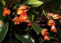 Hypocyrta dai piccoli fiori panciuti