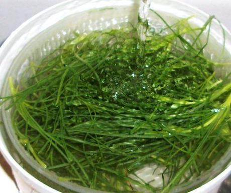 Agretti alla salsiccia